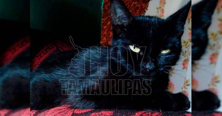 Exhortan en Altamira a proteger los gatos negros ante posibles rituales en Halloween