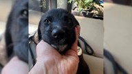 California Family Forced To Say Goodbye To Puppy After Losing Their Home In Wildfire