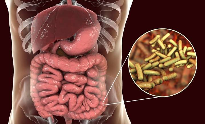 Listeriosis y shigelosis: dos infecciones silenciosas que ganan terreno en Zaragoza