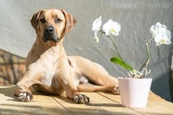 10 Best Dog Multivitamin Products for Rhodesian Ridgebacks