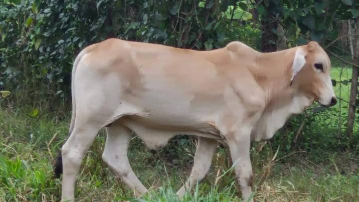 Pérdidas millonarias y animales desaparecidos: el drama ganadero en el norte de Veracruz