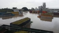 … y citricultores de Veracruz lo pierden todo