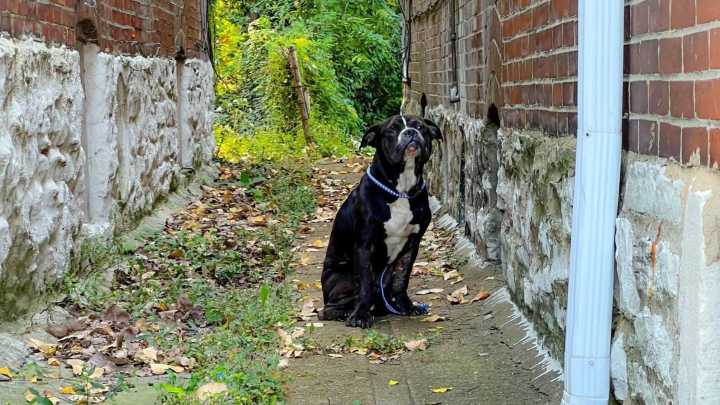 Missouri Rescuers Face Heartbreaking Sight As Injured Pup Gazes With A Silent Call For Help