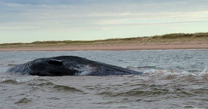P.E.I. sperm whales: Three dead off north shore