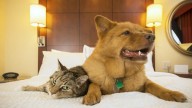 Como perros y gatos: una pareja se divorcia porque sus mascotas no se llevan bien