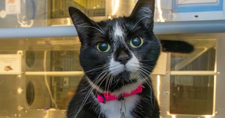 Meet our pets of the week: A shorthaired cat, an Aussie mix and a horse