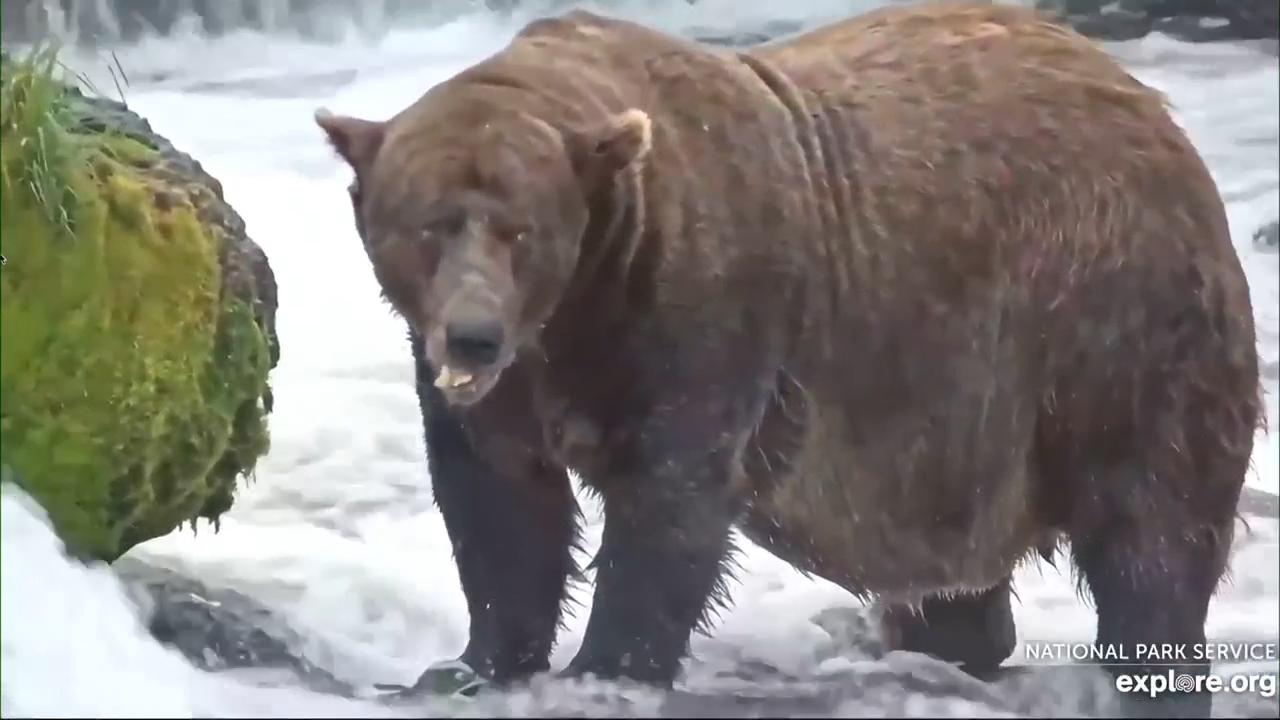 Chunk, a 1,200-pound bear with a broken jaw, wins Alaska's popular Fat Bear Week contest