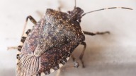 Alerta en España por la vuelta del insecto más peligroso: se esconde en tu casa donde menos te lo esperas