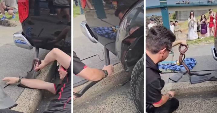 Hitchhiking reptiles: Snakes are sneaking into Illawarra's cars and Airbnbs