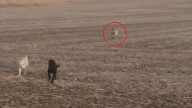 Kansas Man Finds His Lost Dog In Cornfields, Surrounded By Unexpected Animal Friends