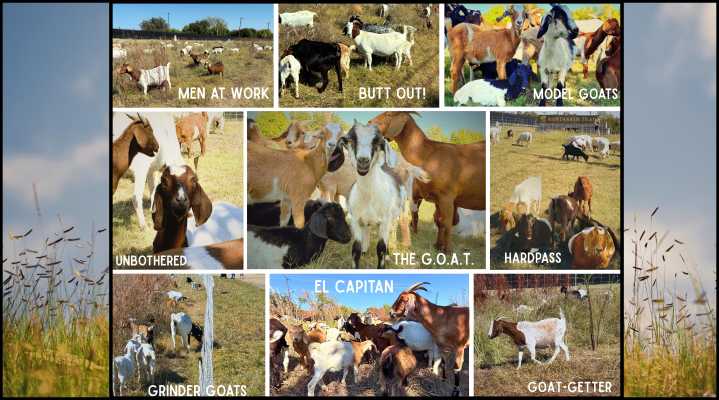 Close Encounters of the Goat Kind