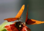 Costa Rica apuesta por las mariposas para revitalizar la ciencia y los medios de vida rurales