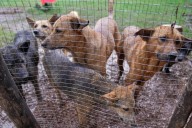 Abandoned dogs in Ethiopia's capital get little care. A woman wants to change that