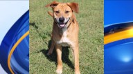 Meet Rover Scover! News 19's Adoptable Pet of the Week