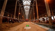 Proteger la granja y el ganado: blindar el futuro del campo Gallego