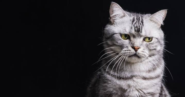'My boyfriend is making me change my cat's name for ridiculous reason'