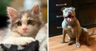 87 Soul-Soothing Photos Of Adopted Pets To Bring The Instant Warm Fuzzies (October Edition)