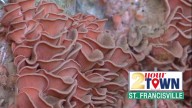 2 Your Town St. Francisville: Local mushroom farm supplies fresh fungi across southeast Louisiana