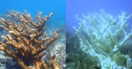 Marine heat wave caused key part of Florida's coral reef to become "functionally extinct," report says