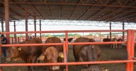 Sader reconoce afectaciones por más de 2 mil mdp a ganaderos en México por gusano barrenador