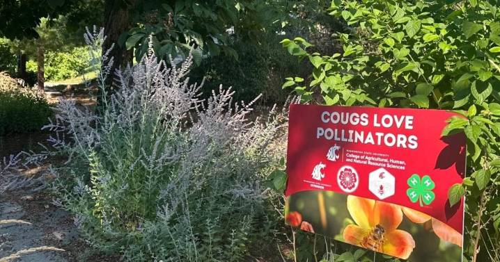 Washington State University to receive state grant for bee program
