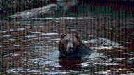 2 hikers hospitalized after encountering grizzly bear with 2 cubs on trail