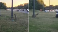 New York Dog Abandoned Tied To Pole On Highway Finds Hope With Someone Special
