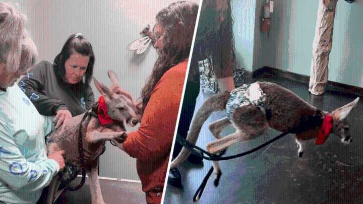 South Carolina kangaroo gets chiropractic adjustment
