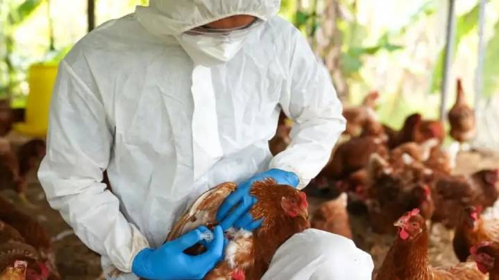 “Esperamos mantenernos libres de influenza aviar y abrir rápidamente mercados como China y Chile”
