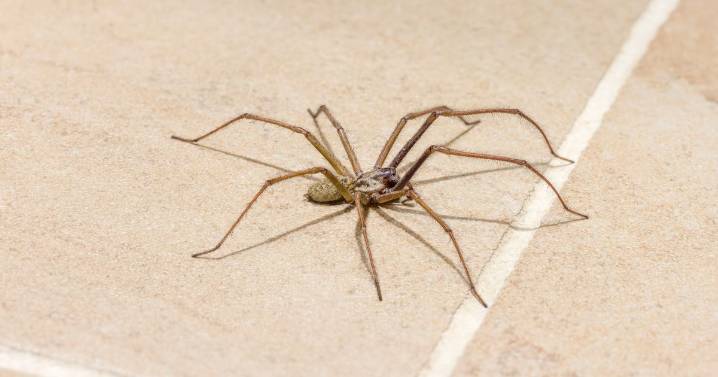 Easy hack to keep spiders in the garden and away from your home
