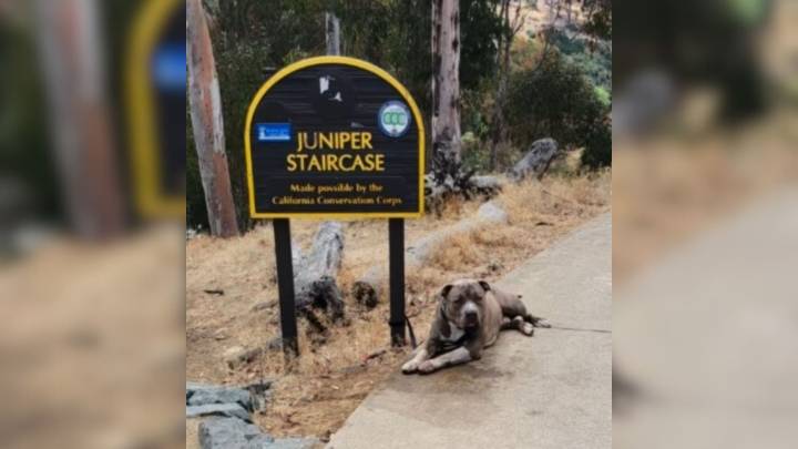 California Woman Finds Dog Tied To A Park Sign With A Heartbreaking Note