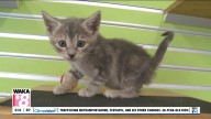 Pets of the Week: October 13