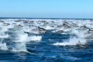 Dramatic Footage of 5,000 Dolphins in California Stampede Stuns Internet