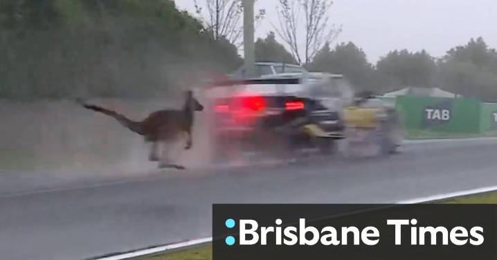 Kai Allen's '250km' near miss with kangaroo