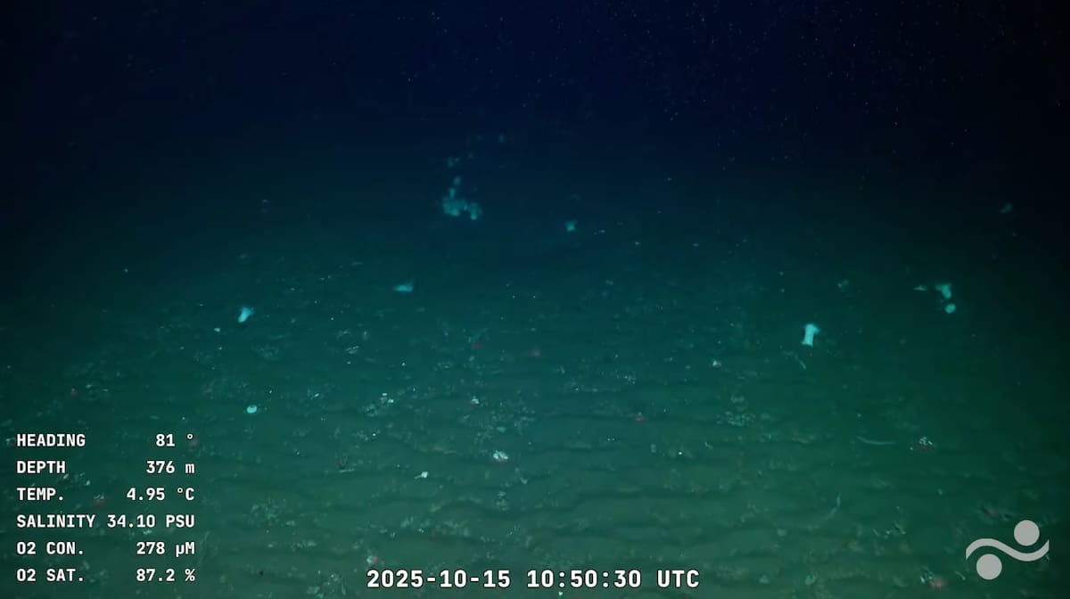 Miralo en vivo. Comenzó un nuevo streaming que muestra los secretos del fondo del Mar Argentino