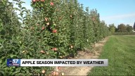 Yearly impact on the apple crop