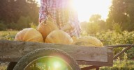 Making fall treats with an American icon, the pumpkin | What's in Season with Michael Marks