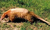 Científicos argentinos encontraron un extraño tipo de oso