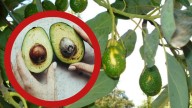 ¿Por qué podría aumentar el precio del aguacate en Estados Unidos?; la razón podría estar en Florida