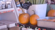 Fall Fun at Gallaghers Farm Market: Pumpkins, Doughnuts, and Animals Await!