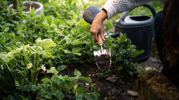 The So-Called 'Pest' That Can Actually Do You A Favor In The Garden
