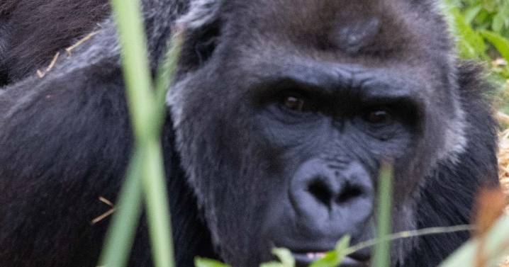 Trespasser at former Bristol Zoo films gorillas banging on windows years after closure
