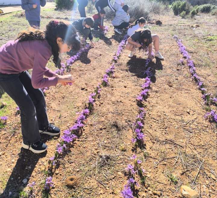 La actividad del colegio de Campillo de Altobuey para recuperar el tradicional cultivo del azafrán