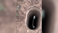 New York Wildlife Team Investigates Strange Sounds From A Well And Saves A Frightened Creature