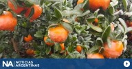 Disponen emergencia agropecuaria en Entre Ríos por heladas y granizo