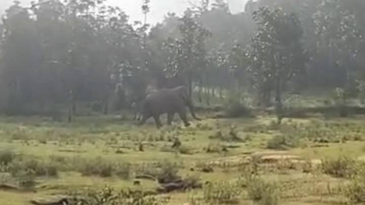 Outrage after elephant kills two men in Sringeri village