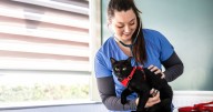 'I found a 'pimple' on my cat and immediately called the vet'