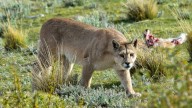 Un puma deambula por las calles de Trelew: las recomendaciones de las autoridades