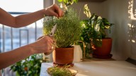 12 Herbs That Are Easy For Even The Most Forgetful People To Grow