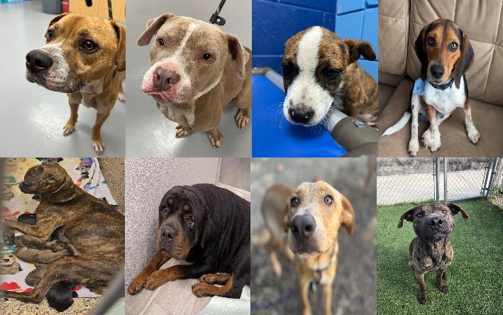 Midlands Pup Shots! October 29